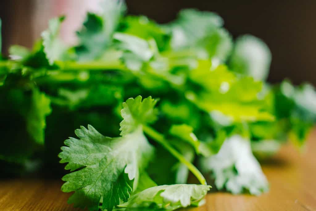 close up of a bunch of fresh cilantro