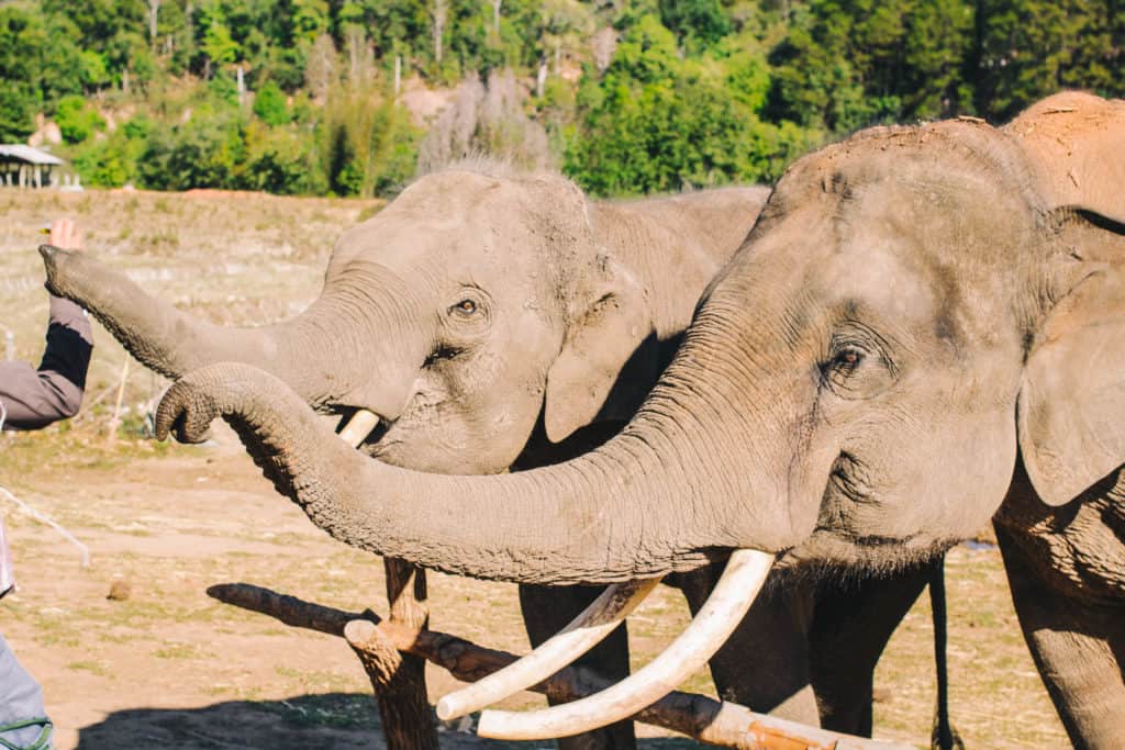 two hungry adult elephants eating snacks