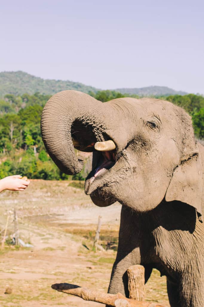 beautiful majestic elephant at dumbo elephant spa eating some fruit 