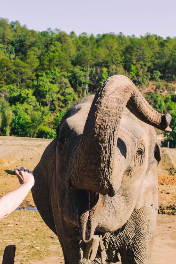 feeding a large thai elephant