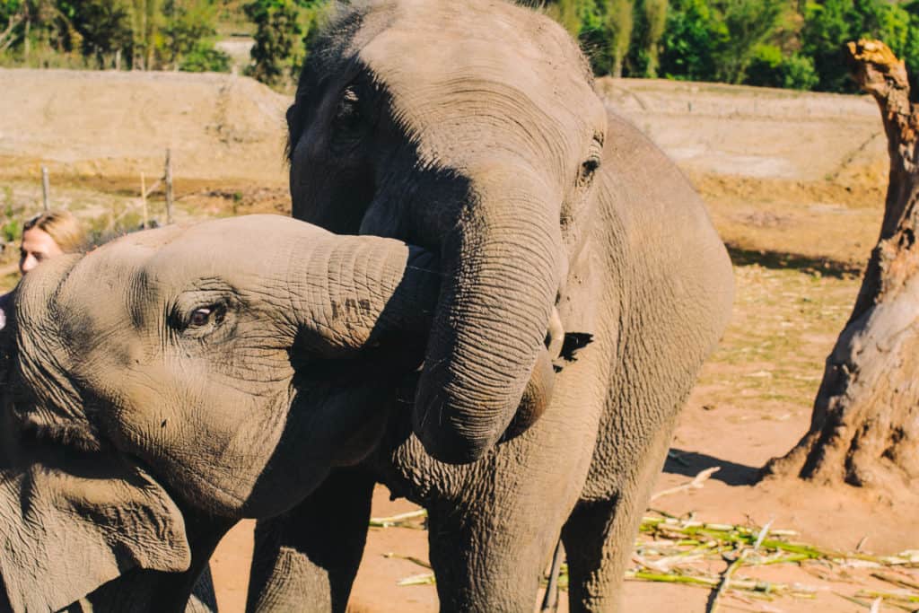 two elephants wresting and playing with each other