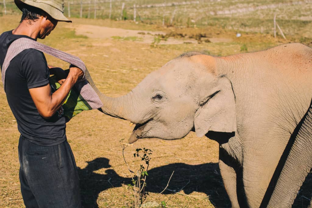 hungry baby elephant