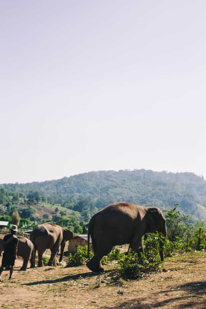 a family of elephants roaming around at Dumbo Elephant Spa