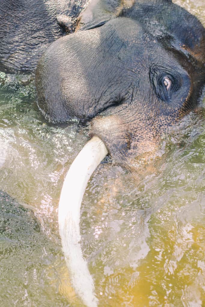elephant with large tusk laying in a river 