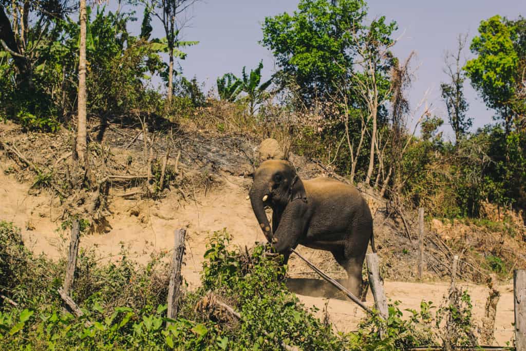 large thai elephants getting dirty right after a bath