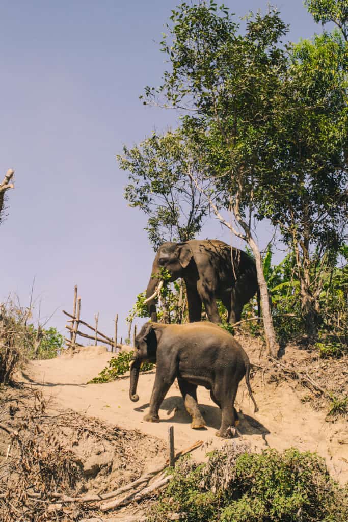 two elephants rolling in dirt after a bath