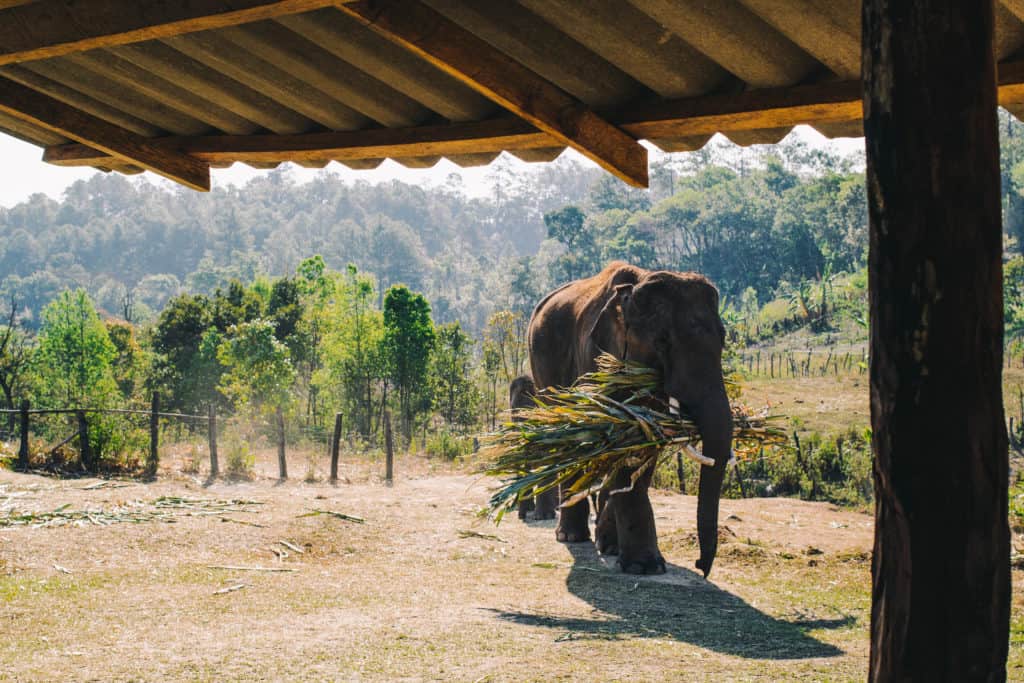 large elephant roaming about