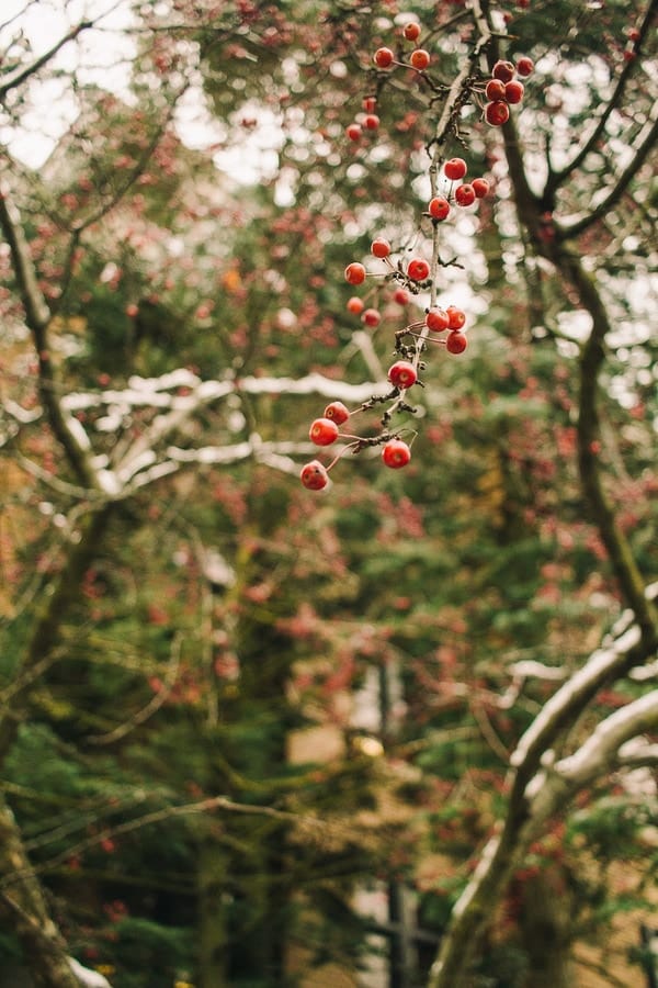frosty tree with red berries