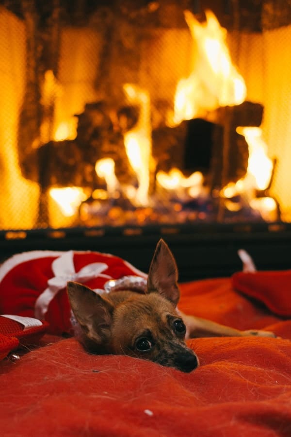 small dog wearing a red santa costume on a red blanket in front of a roaring fire