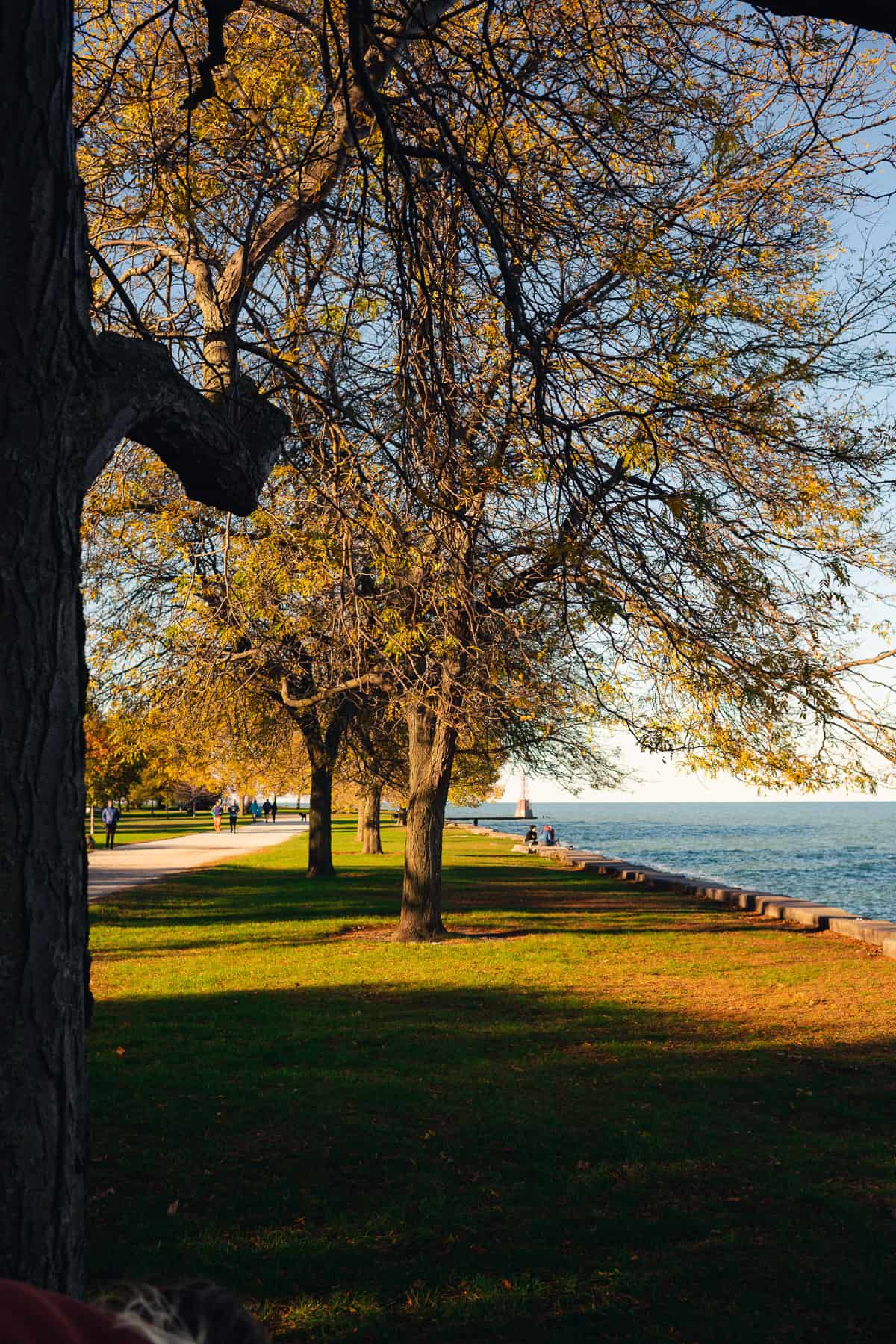 gorgeous view of bright blue water, and changing leaves of fall on the Chicago lakefront