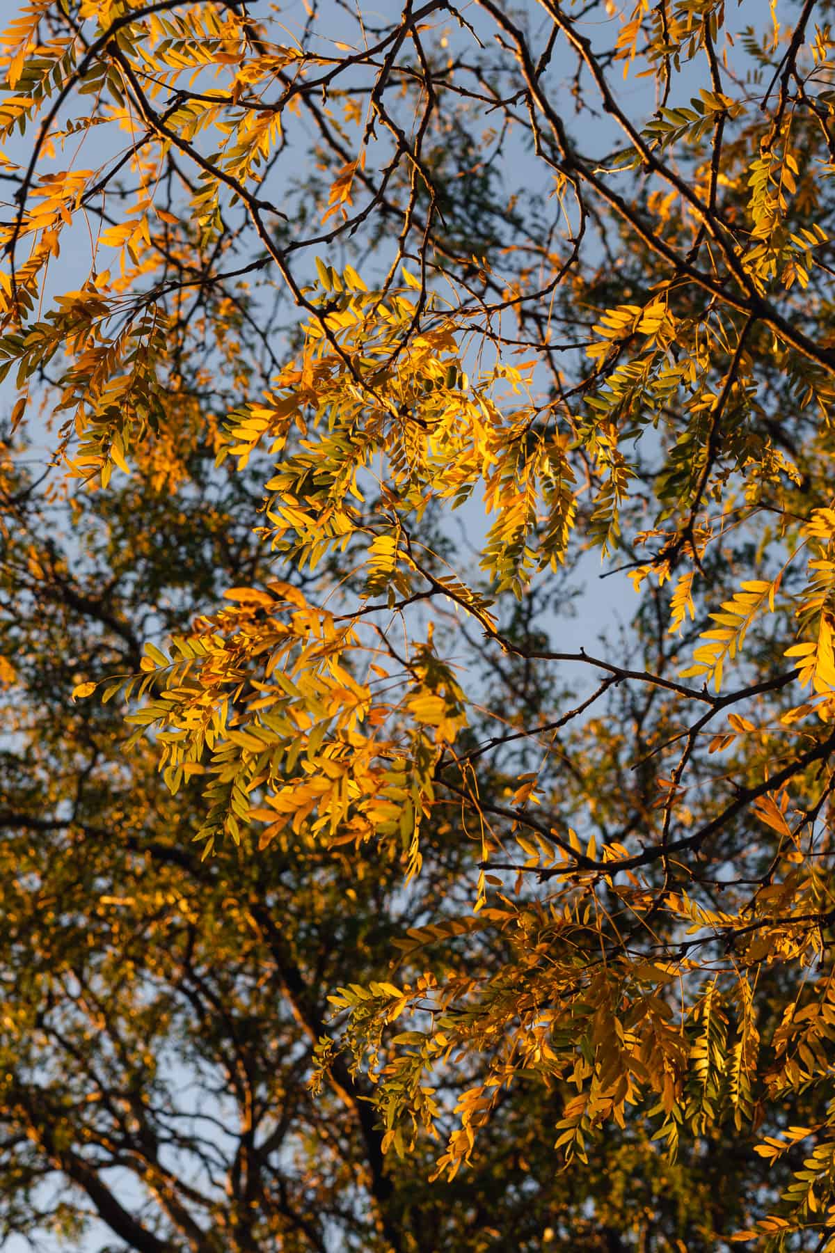 pretty fall trees and colors of yellow with branches